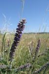 Weißgrauer Bleibusch - Amorpha canescens