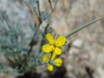 : - Eschscholzia parishii