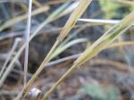 :-Calamagrostis rubescens