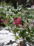 : - Maurandella antirrhiniflora
