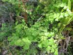 : - Adiantum tenerum
