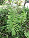 : - Christella dentata