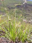 : - Cyperus hillebrandii var. hillebrandii
