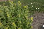 Frühlings-Braunwurz - Scrophularia vernalis