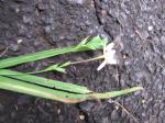 : - Freesia laxa