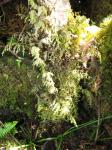 : - Hymenophyllum lanceolatum