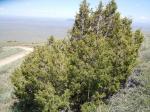 Utah-Wacholder-Juniperus osteosperma