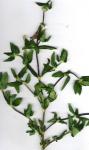 : - Mitracarpus hirtus