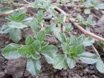 : - Amaranthus californicus