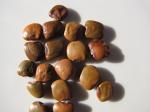 Yambohne - Pachyrhizus erosus