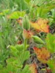 : - Pelargonium domesticum
