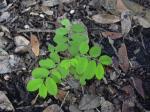 : - Phyllanthus debilis