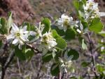 Utha-Felsenbirne - Amelanchier utahensis