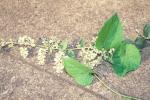 Schnee im Dschungel - Poranopsis paniculata