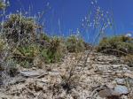 : - Arenaria kingii