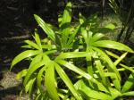: - Rhapis subtilis