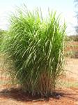 : - Saccharum spontaneum