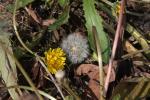 Russischer Löwenzahn - Taraxacum kok-saghyz