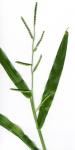 :-Brachiaria plantaginea