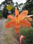 : - Watsonia meriana var. bulbillifera