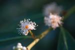: - Xylosma flexuosum
