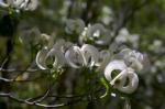 : - Cornus florida var. urbiniana