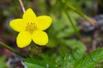 : - Potentilla egedii