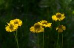 : - Helenium bigelovii