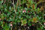 :-Gaultheria vaccinioides