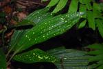 : - Plocoglottis plicata