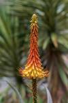 : - Aloe africana
