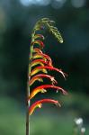 Südafrika-Schwertlilie - Chasmanthe aethiopica