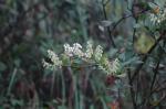 : - Gaultheria reticulata