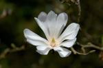Stern-Magnolie - Magnolia stellata