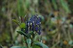 : - Monnina salicifolia