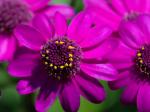 Blutrote Zinerarie - Pericallis cruenta