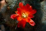 : - Rebutia fiebrigii