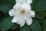 :-Rhododendron decorum subsp. diaprepes
