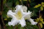 : - Rhododendron pachypodum