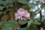 : - Rhododendron wallichii