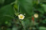 Dorn-Malvinde - Sida spinosa