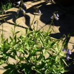 : - Adenophora divaricata