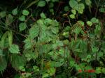 : - Boehmeria tricuspis