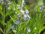 : - Amsonia jonesii