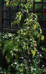Carpinus turczaninovii-Carpinus turczaninowii