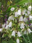 Punktierte Glockenblume - Campanula punctata