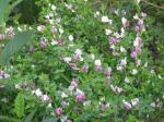 Purpur-Zwergginster - Cytisus purpureus