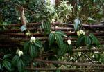 : - Clematis clarkeana