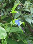 : - Commelina obliqua