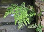 Immergrüner Frauenhaarfarn - Adiantum venustum